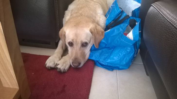 Bazou - Labrador Retriever Mâle (5 ans)