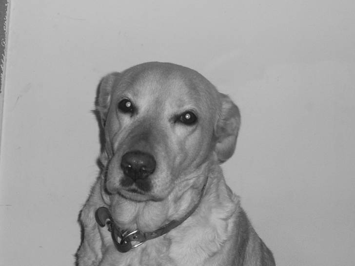 Jade - Labrador Retriever (9 ans)