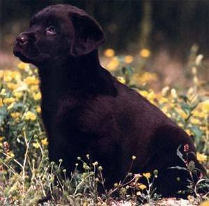 diane a pirrelatte - Labrador Retriever (3 mois)
