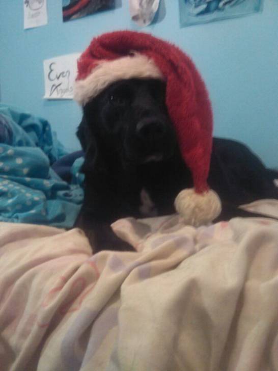 Rambo - Labrador Retriever Mâle