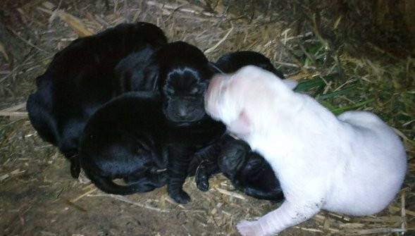 los cachorros de kira - Labrador Retriever (2 ans)