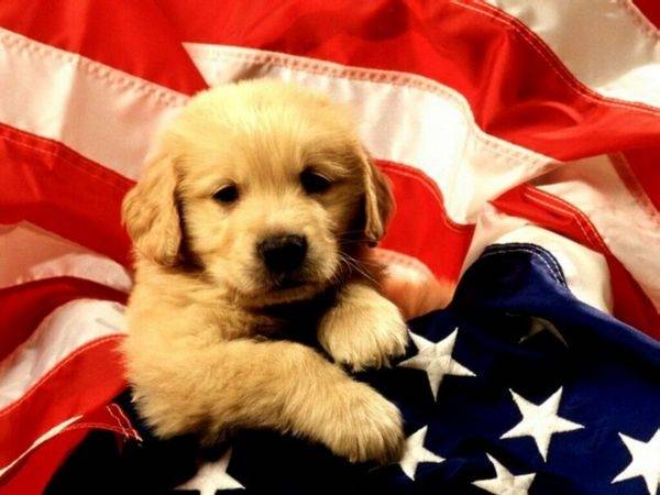 vive ... - Labrador Retriever