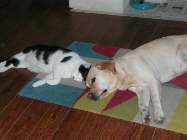 Alska - Labrador Retriever (4 mois)