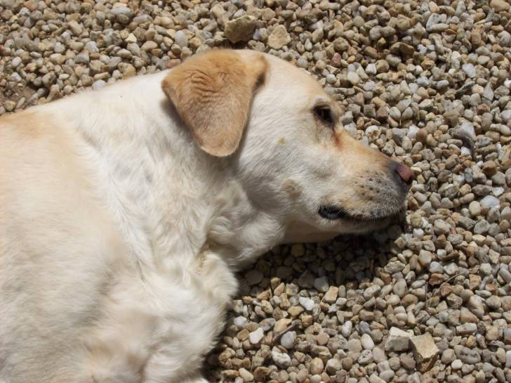Praline - Labrador Retriever (11 ans)