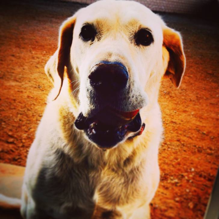 Daisy - Labrador Retriever (10 ans)
