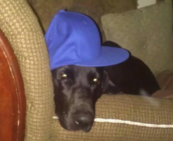 Rozi - Labrador Retriever (9 ans)