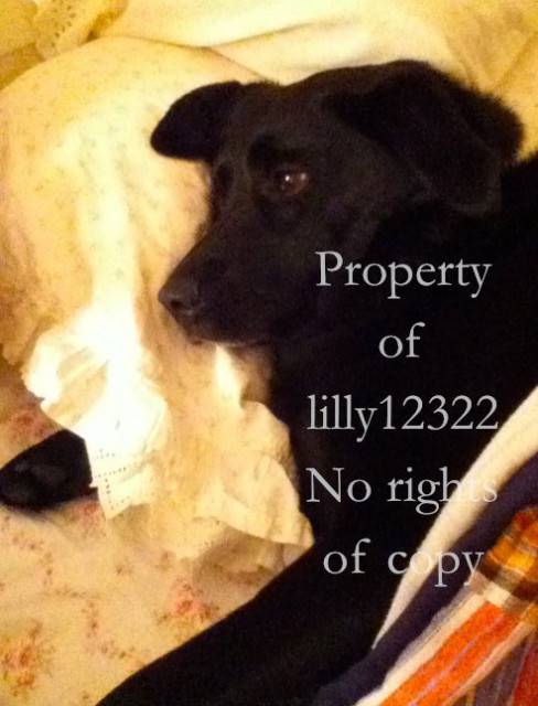 Lilly - Labrador Retriever (8 ans)