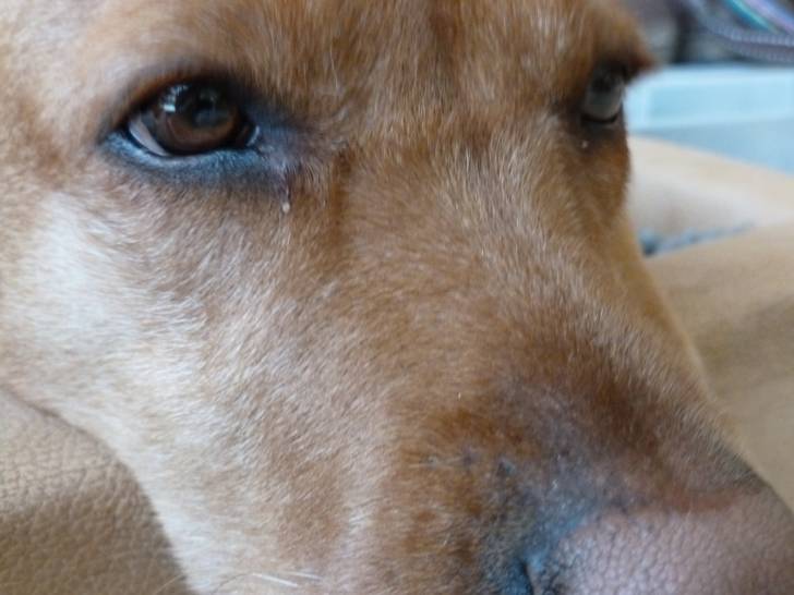 Kira - Labrador Retriever (4 ans)