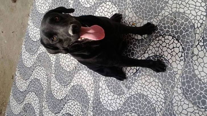 Gimmy - Labrador Retriever Mâle (6 mois)