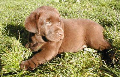 Labrador Retriever - Labrador Retriever