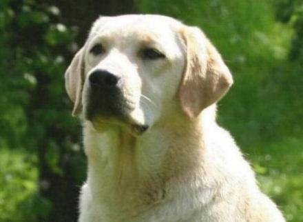 Labrador Retriever - Labrador Retriever