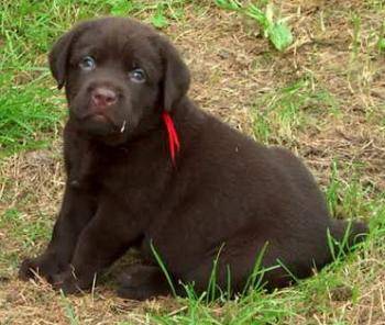 Labrador Retriever - Labrador Retriever
