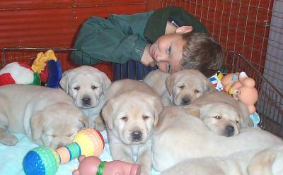 Labrador Retriever - Labrador Retriever