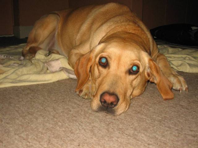 Alou - Labrador Retriever (6 mois)