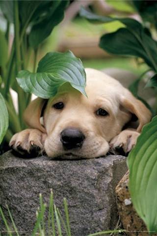 tictac - Labrador Retriever Mâle (3 mois)