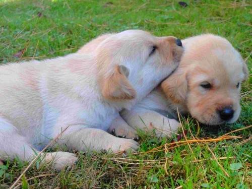 tictac et son frere - Labrador Retriever Mâle (3 mois)