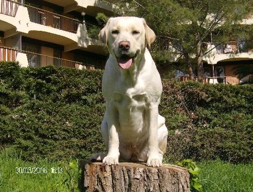 vanille ( maman) - Labrador Retriever (3 ans)