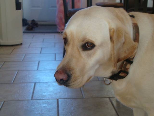 Quicha - Labrador Retriever (2 ans)