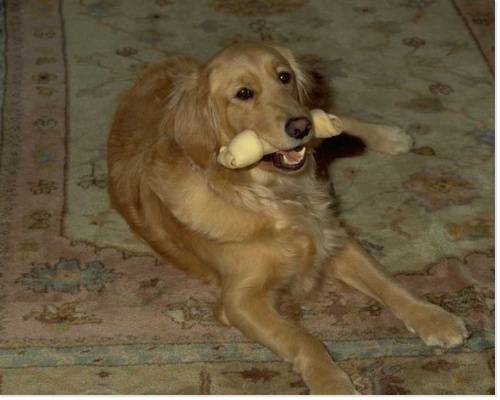 Angeline - Labrador Retriever (3 ans)