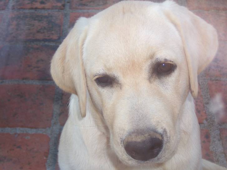 cerise - Labrador Retriever (4 ans)