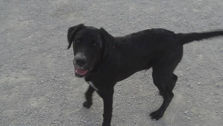 youki - Labrador Retriever Mâle (10 mois)