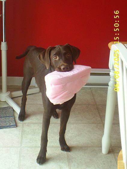 Pénélope 1 an... - Labrador Retriever