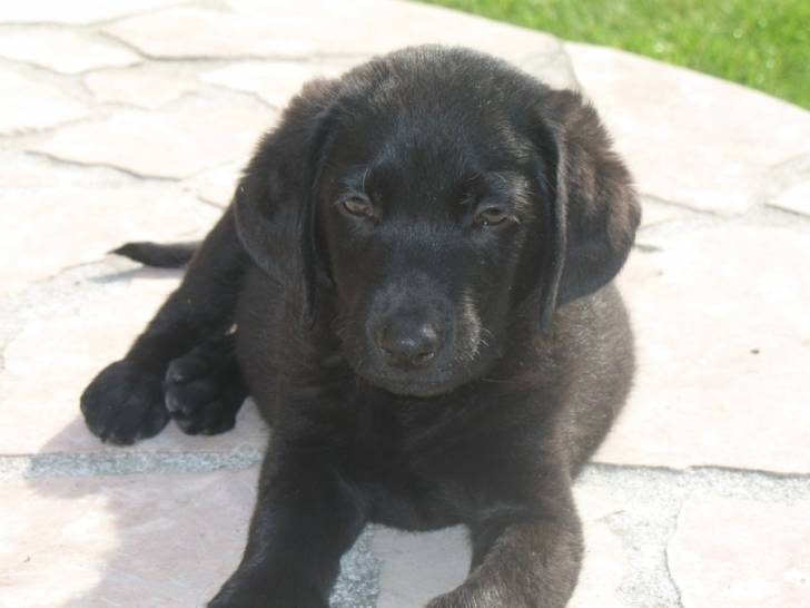 berlingo - Labrador Retriever