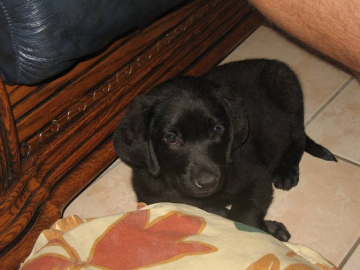 berlingo - Labrador Retriever
