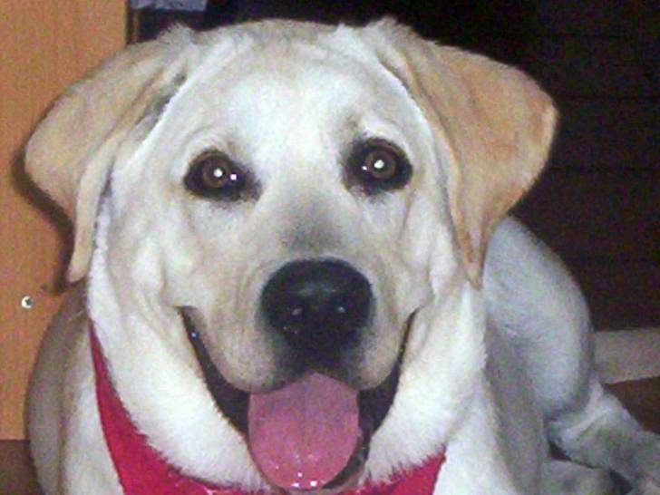 mon chien balto - Labrador Retriever