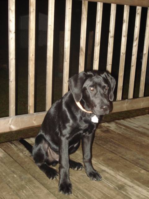 Kito - Labrador Retriever