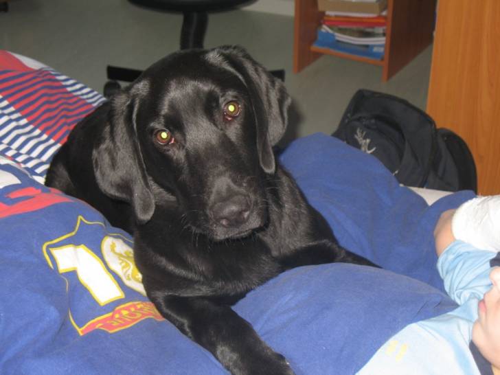 Berlingo - Labrador Retriever