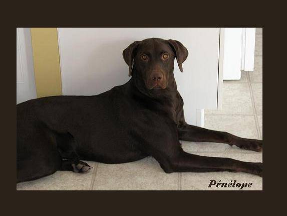 Ma Pénélope chérie - Labrador Retriever