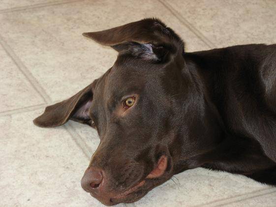 Pénélope - Labrador Retriever