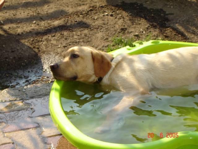 vanille - Labrador Retriever
