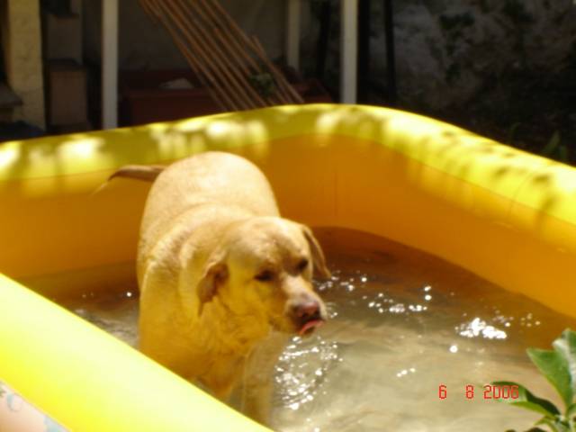 vanille 2 ans - Labrador Retriever (2 ans)