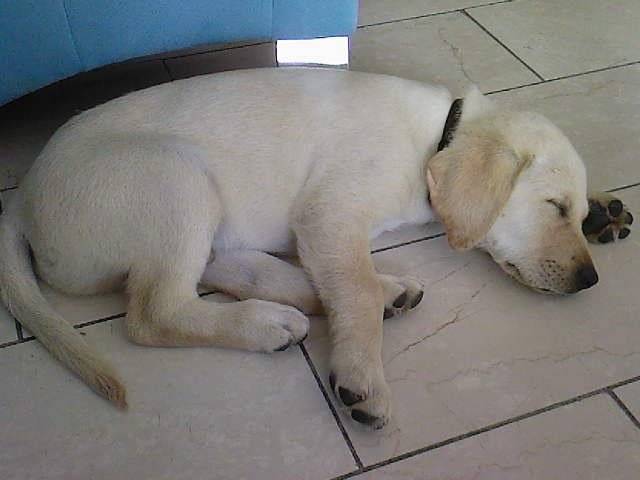 eclaire - Labrador Retriever (1 an)