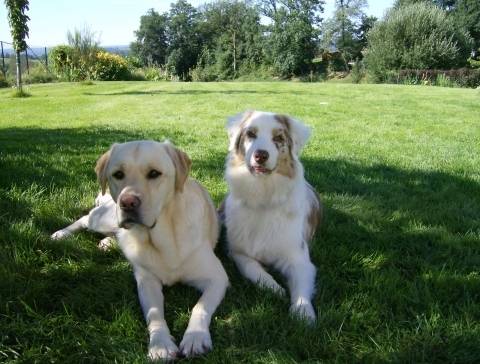 Thalia et Pacha - Labrador Retriever (2 ans)