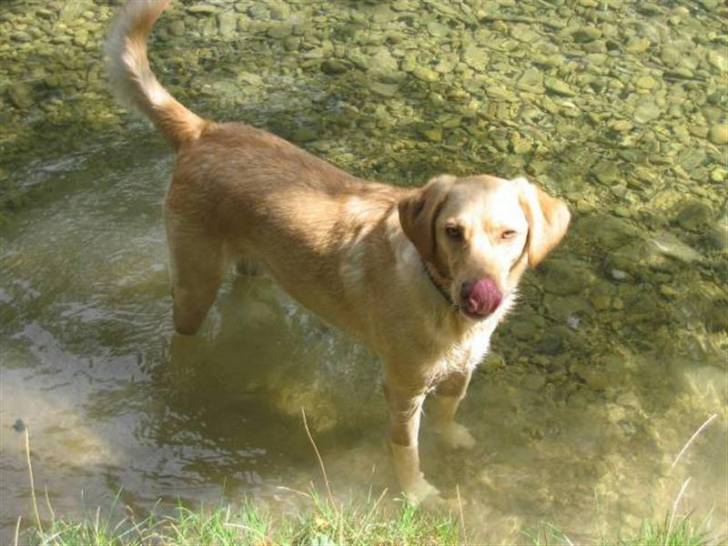 Photo Labrador Retriever