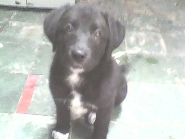 fiona - Labrador Retriever (3 mois)