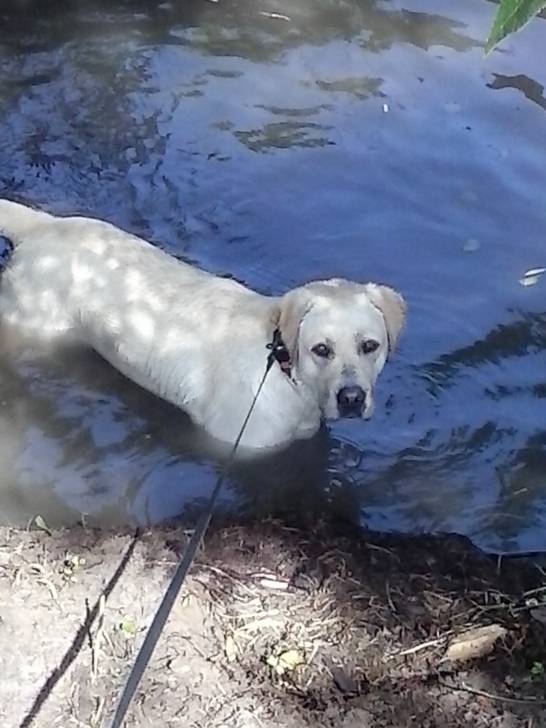 Luna :) - Labrador Retriever (1 an)