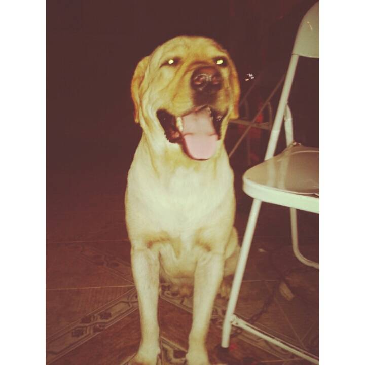 jj - Labrador Retriever Mâle (2 ans)