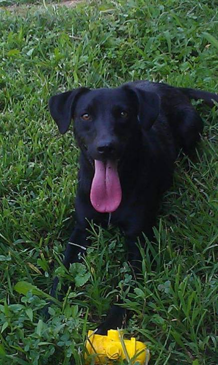 Lucy (R.I.P. July 15, 2015) - Labrador Retriever (6 ans)
