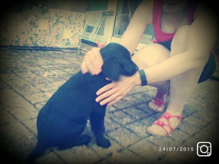 Laya - Labrador Retriever (3 mois)