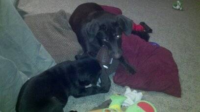 Bailey and Percy - Labrador Retriever (Autre)