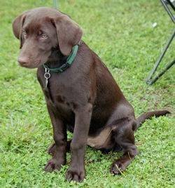 Chocolat - Labrador Retriever (3 mois)