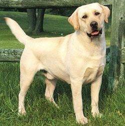 Cooper - Labrador Retriever Mâle (1 an)