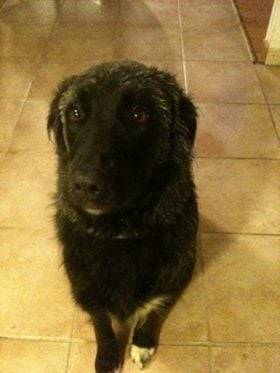 Hiska - Labrador Retriever (2 ans)
