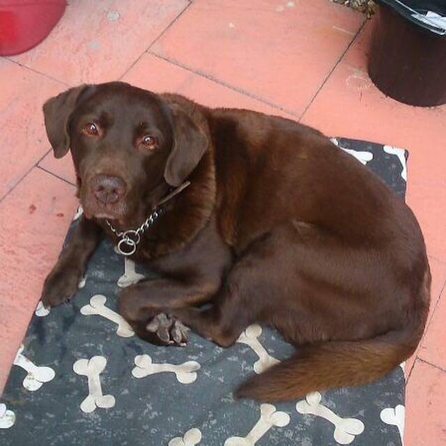 Raffa - Labrador Retriever Mâle (14 ans)