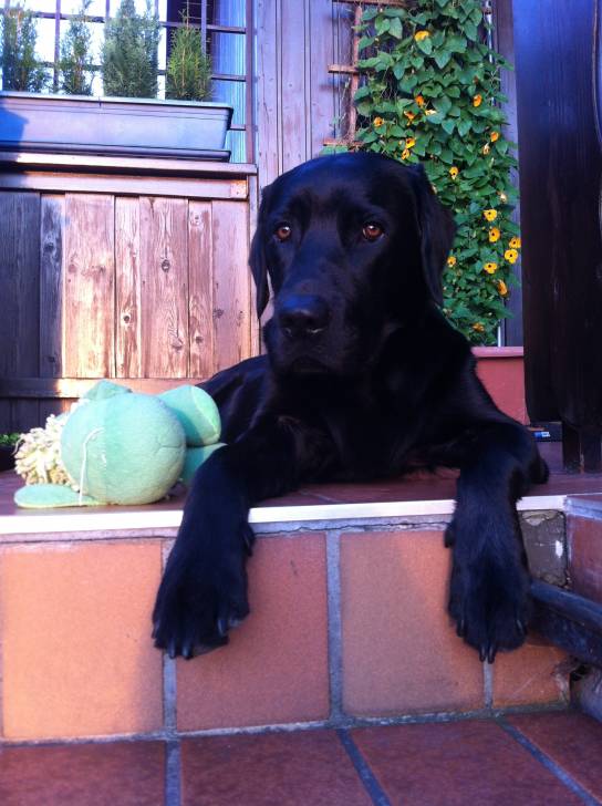 Buddy - Labrador Retriever Mâle (3 ans)