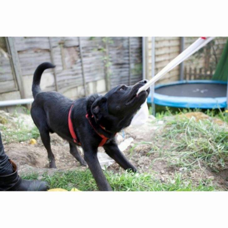 Kado - Labrador Retriever Mâle (4 ans)